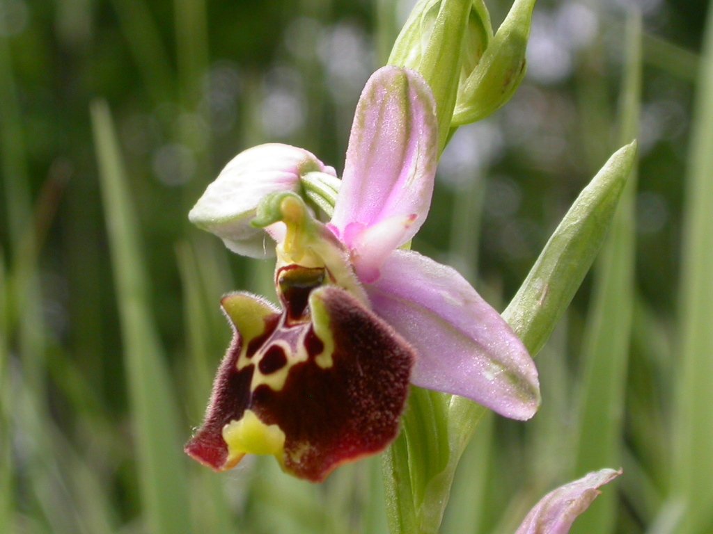 Ibrido Ophrys fuciflora x  Ophrys apifera ?